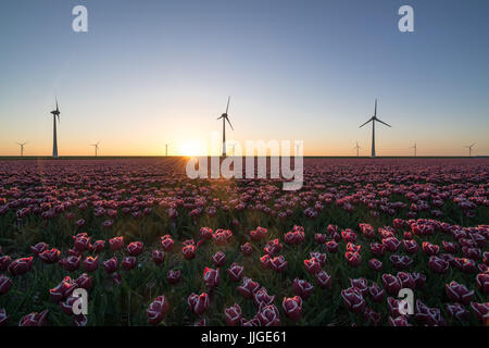 .Sunset over Dutch tulip fields with a background of modern windmills. Stock Photo