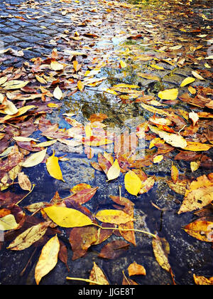 Wet leaves on a cobbled street Stock Photo
