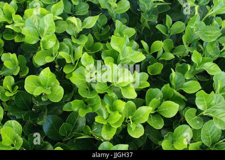 Green Leaves in Dark and Light Green Stock Photo