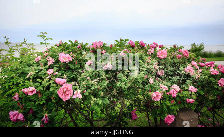 Rose of Sharon flowering shrub in full bloom with large pink flowers Stock Photo