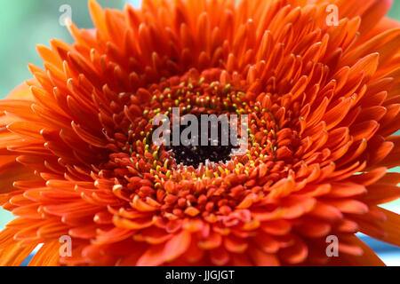 A beautiful orange gerbera daisy close up Stock Photo