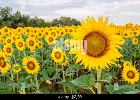 Close up of sunflowers in full bloom in a field, facing east for sunrise in Autauga County, Alabama USA. Stock Photo