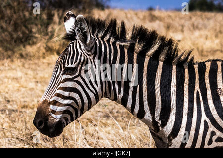 Side view of Zebra's head and shoulder Stock Photo