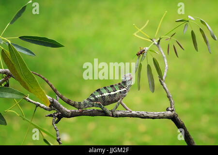 Chameleon catching an insect, Indonesia Stock Photo