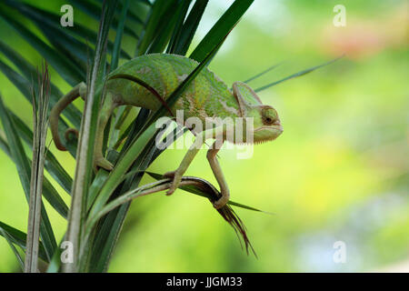 Chameleon on branch, Indonesia Stock Photo