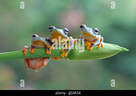 Three flying frogs sitting on a plant, Indonesia Stock Photo