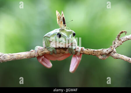 Butterfly on a dumpy frog, Indonesia Stock Photo