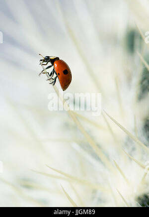 European seven spotted ladybird (Coccinella septempunctata) on a cactus Stock Photo