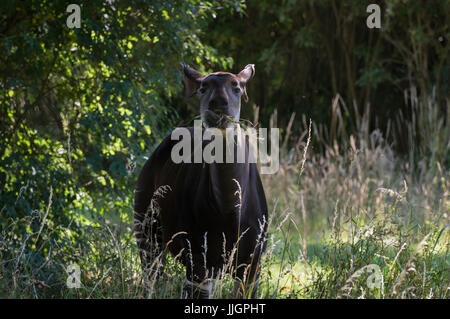 Okapi Eating Grass Stock Photo