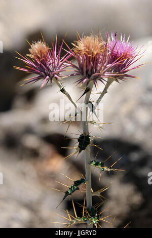 Seedhead of the Milk Thistle, (Silybum marianum) in Spain Stock Photo