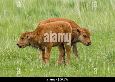 Some bison calves interacting with each other near Custer, South Dakota. Stock Photo