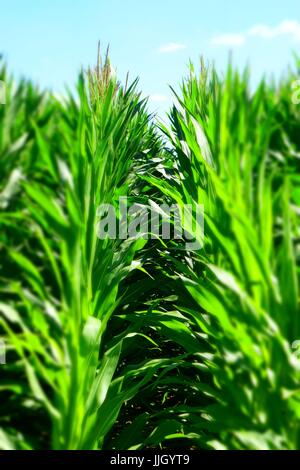 maize field in bavaria, maize with hairs, zea in germany, mealie Stock Photo