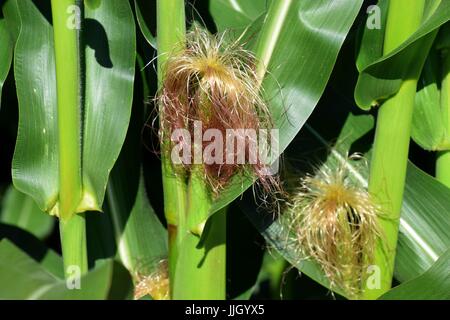 culinary maize field in bavaria, sweet corn with hairs in early summer Stock Photo