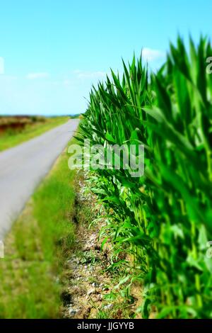maize field in bavaria, maize with hairs, zea in germany, mealie Stock Photo