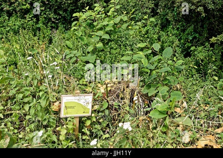 Japanese  knotweed growing along side control sign