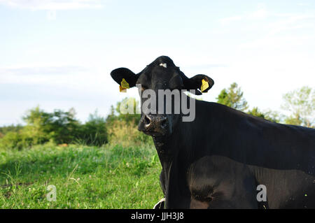 Lone resting cow in the field Stock Photo