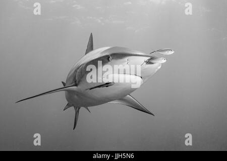 A Caribbean Reef Shark patrols the waters near Bimini, Bahamas. Stock Photo