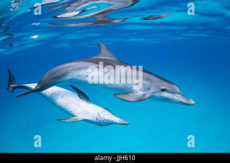 Atlantic Spotted Dolphins play in the ocean off the shore of