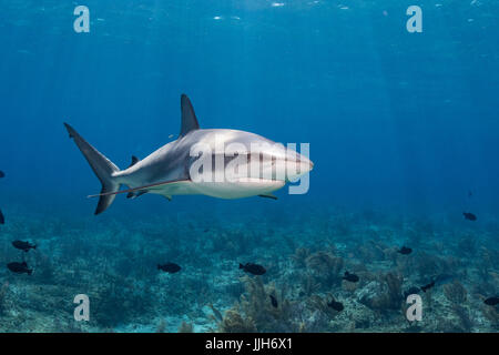 A Caribbean Reef Shark patrols the waters near Bimini, Bahamas. Stock Photo