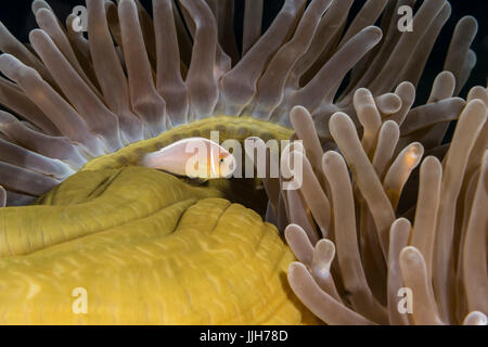 A pink skunk clownfish swims outside its anemone home in Indonesia's famous scuba area, the Lembeh Strait. Stock Photo
