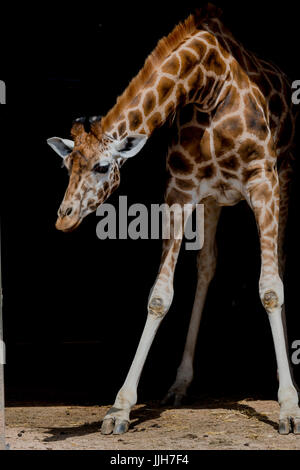 Giraffe with Black background Stock Photo