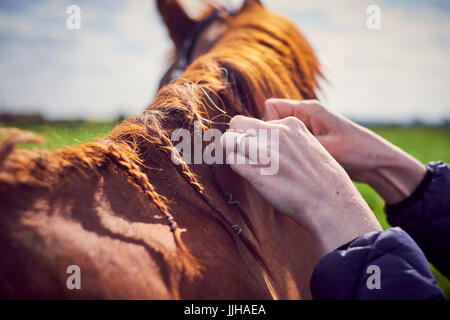 A young woman grooming her horse in a paddock.