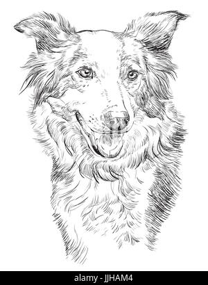 Border collie vector isolated hand drawing illustration in black color on white background Stock Vector