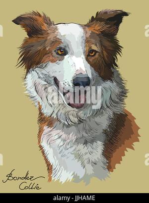 Border collie vector hand drawing illustration in different color on beige background Stock Vector