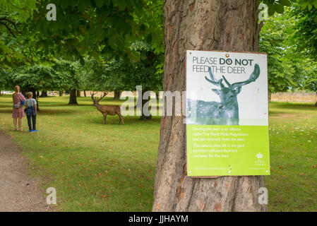 Richmond, London, UK - July 2017: Please do not feed the deer sign attached to a tree in Bushy park with Red Deer and two people in the background Stock Photo