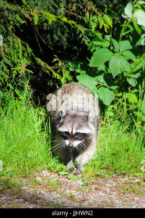 A wild raccoon coming out from the foerst Stock Photo