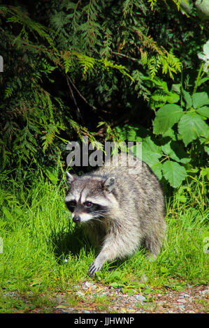 A wild raccoon coming out from the foerst Stock Photo