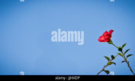 Bright red flower with fertile green leaves with the vibrant blue sky in backdrop at Mannavanur, Tamil nadu, India. Stock Photo