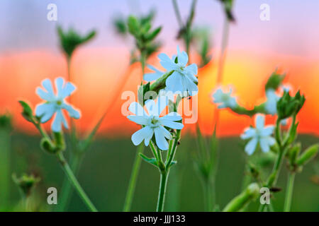 White field flowers on the red sunset,Medicinal plants, wildlife Stock Photo