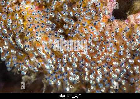 A close up shot of clownfish (anemonefish) eggs. You can see the eyes of the larval fish inside the egg casings. Shot in Anilao, Philippines. Stock Photo