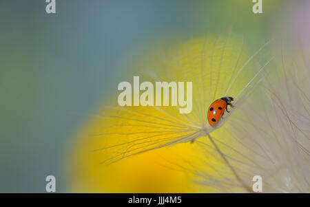 ladybug on dandelion and dew drops Stock Photo