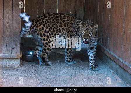 the far Eastern snow leopard at the zoo. Stock Photo