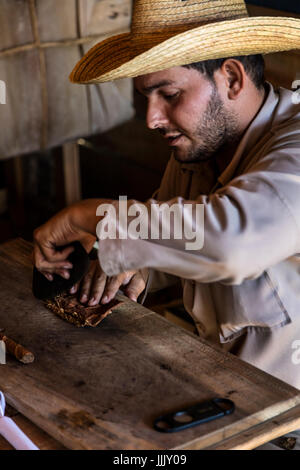 A cigar rolling demonstration at CASA MANOLO, famous for its organic cigars - VINALES, CUBA Stock Photo