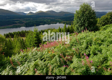 Vegetation around Loch Garry, Highlands, Scotland, United Kingdom Stock Photo