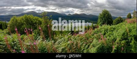 Vegetation around Loch Garry, Highlands, Scotland, United Kingdom Stock Photo