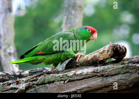 Red-crowned Amazon, (Amazona viridigenalis), adult, walking on tree, Mexico Stock Photo