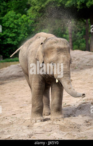 Indian elephant, (Elephas maximus indicus), young animal, sand bathing, India Stock Photo