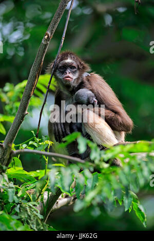 White-bellied spider monkey, long-haired spider monkey (Ateles belzebuth), dam with young animal on tree Stock Photo