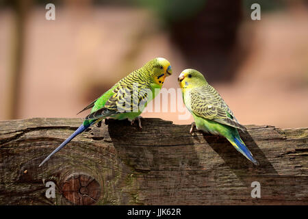 Budgies (Melopsittacus undulatus), animal couple sitting on wooden fence, Australia Stock Photo