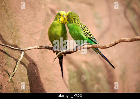 Budgies (Melopsittacus undulatus), animal couple on tree, billing, social behavior, Australia Stock Photo
