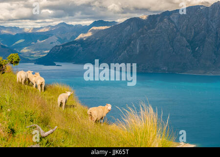 Sheep in a meadow in front of lake Lake Hawea and mountain panorama, Isthmus Peak Track, Otago, South Island, New Zealand Stock Photo