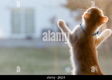 Cat with paws on window looking out Stock Photo