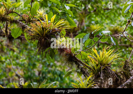 BROMELIADS grow on route to SALTO DE CABURNI located the TOPES DE COLLANTES in the mountains of SIERRA DEL ESCAMBRAY - CUBA Stock Photo