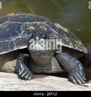 Turtle sunning on log at Honolulu Zoo Stock Photo