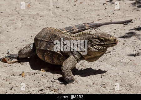 The island of CAYO IGUANA reached by boat from PLAYA ANCON has many of the large lizards - TRINIDAD, CUBA Stock Photo