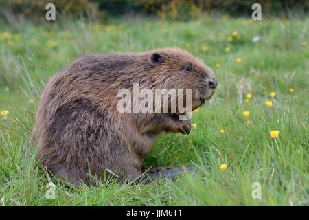 Eurasian beaver (Castor fiber) sits up, captive, Devon, UK, May. Stock Photo